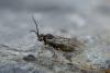 Nematinae inconnu